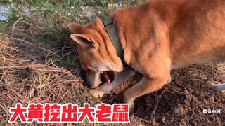 大黄被洞里的鼠味吸引，用锋利爪子狂挖，这只老鼠也太大了吧