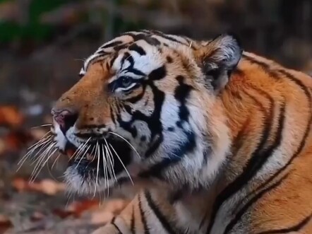 Ada pepatah lama yang mengatakan, “Saat harimau mati, tak seorang pun berani menyentuhnya”