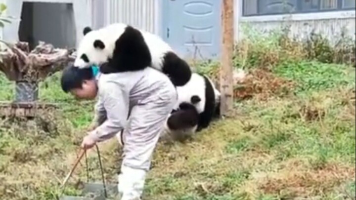 panda playing