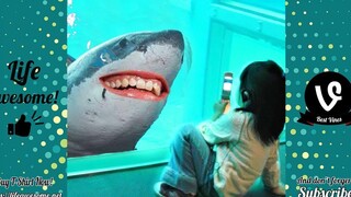 Try Not To Laugh - Best Funny Video For Your New Day LIFE AWESOME
