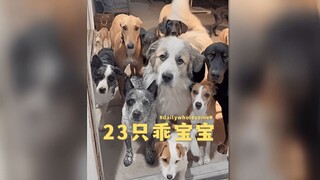 23只狗狗全部乖乖地站在家门口，等着主人叫自己名字后才进门，怎么都那么乖啊！！！