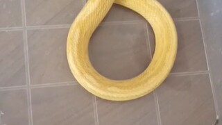 Jangan dilihat oleh yang suci, ini untuk memberi nutrisi pada ibu yang baru melahirkan