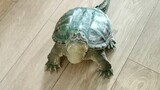 [Thú Cưng] Con Rùa Không Biết Trời Cao Đất Dày