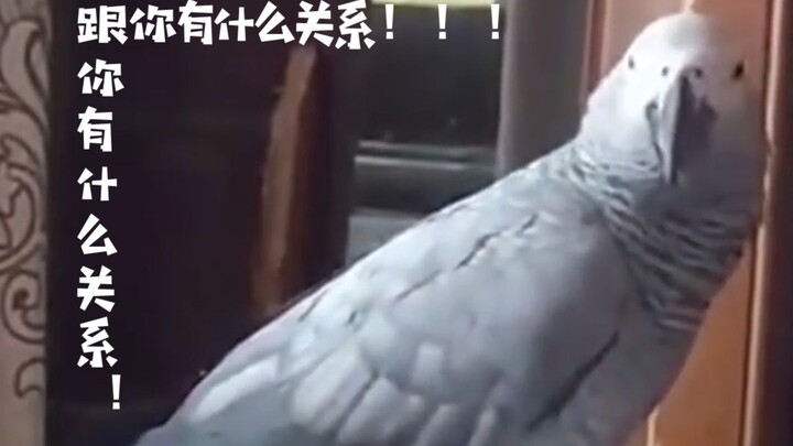 鹦鹉乱咬东西被女主说了几句，这斯竟然回嘴：跟你有什么关系！