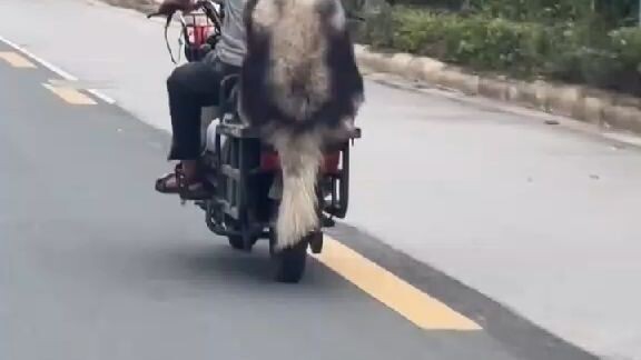 born to bark and enjoy the rides