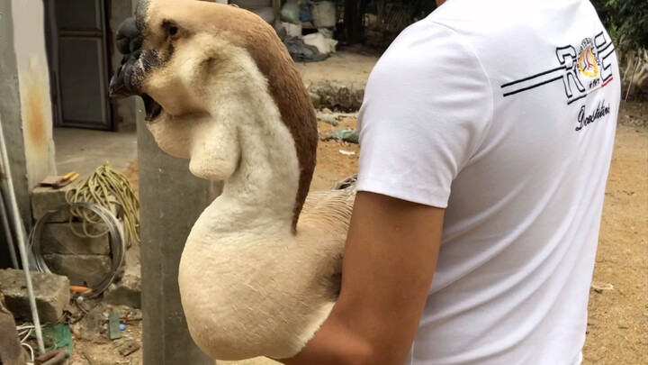 Superlarge Goose: Lion-head Goose