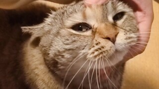 怎样教会小猫咪叫妈妈