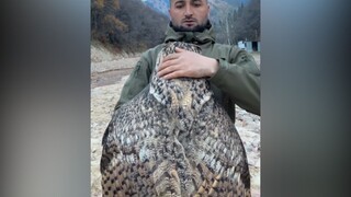 Still wondering what bird could be so big, only to turn around and find it's an owl...