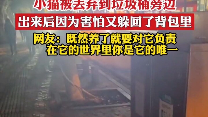 Chú mèo con bị vứt bên cạnh thùng rác, sau khi chui ra lại vì sợ hãi nên trốn luôn vào trong balo, n