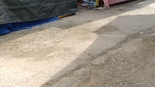 วันสุดท้ายแล้วงาน #วัดบางนมโค อำเภอเสนา #พระนครศรีอยุธยา คึกคักกันเลยทีเดียว ⭐