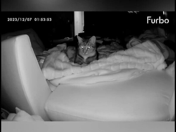 Cats Under the Camera