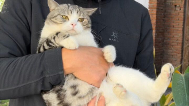 Suami saya sudah merapikan halaman belakang begitu indah, tapi tetap nggak bisa nahan si kucing yang