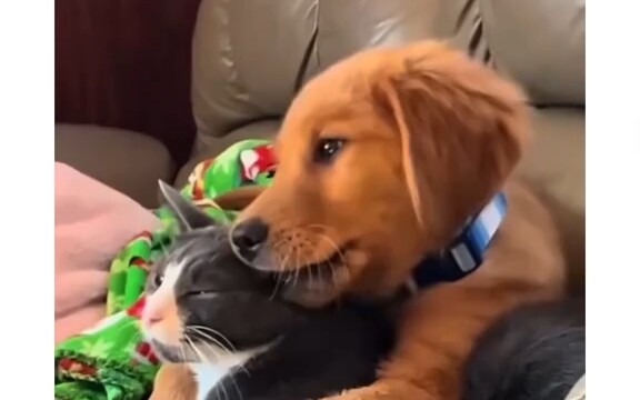 Cats and Dogs