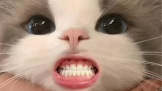 What a cute little kitty