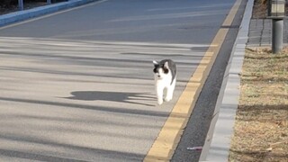 A cow cat passes by you and meows