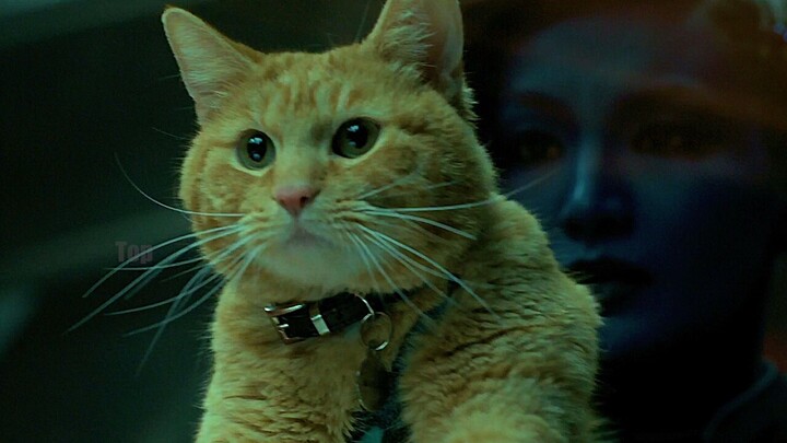 来感受下来自噬元兽的压迫感，噬元兽：我只不过是一只可爱的小猫咪！