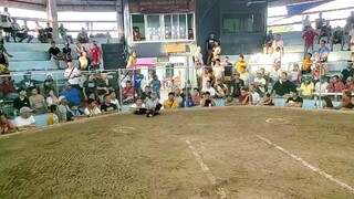 3rd fight 5cocks Sibalom Coliseum May 21,2025