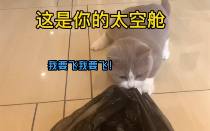 I’m dying of laughter—this world is so cruel to chubby little kitties!