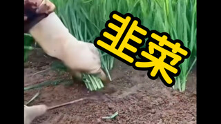 Understand "leek" in seconds 📈