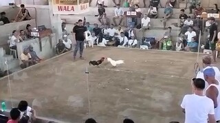 win first bitaw