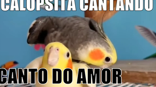 Cockatiel ร้องเพลง Canto de Calopsita Macho CANTO DO AMOR