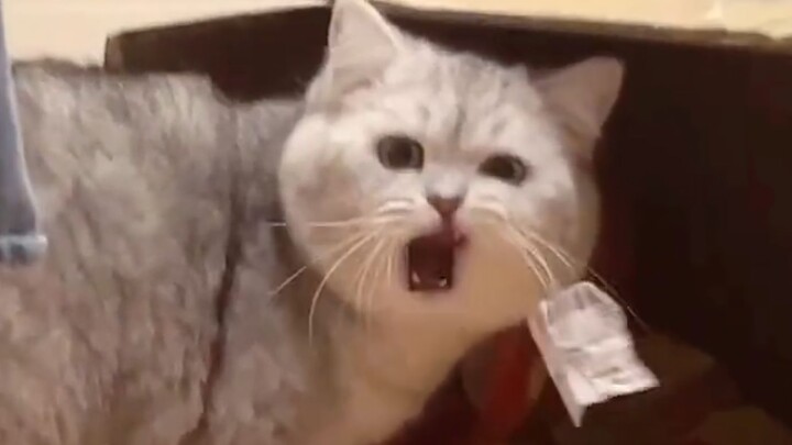 Mèo: Xin lỗi! Làm xấu mặt mèo rồi!