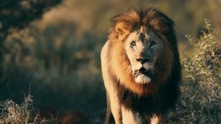 Panthera leo