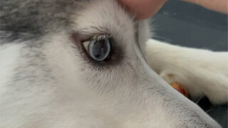 أصدر ميشو صوتًا لطيفًا ومرتاحًا "غوغل غوغل".