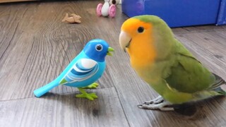 Hilarious Parrot Doing Funny Things #21 | Cute VN