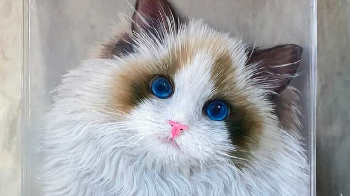 Pudding, who’s gone to Cat Planet, will always remember Mommy’s love for you #Ragdoll #Cat #RagdollC