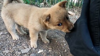 15 bulan menyaksikan kekuatan gen anjing betina