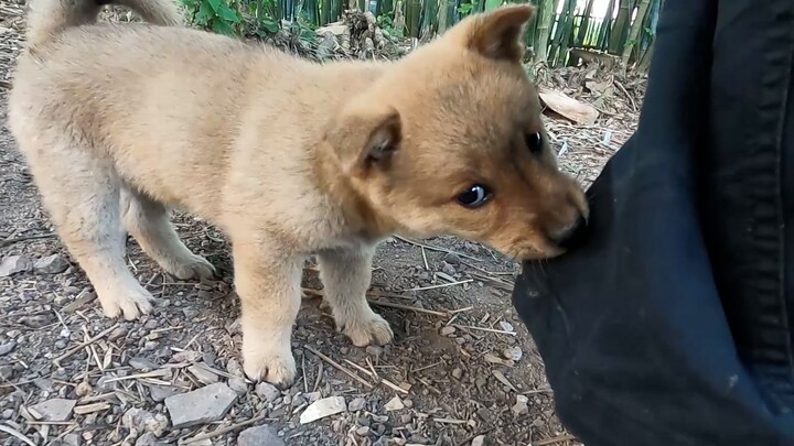 15个月见证母狗基因的强大