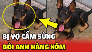 Chú chó bị vợ CẮM SỪNG vì đẻ con hệt chó nhà HÀNG XÓM 😂 | Yêu Lu