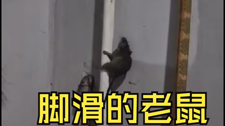 Tikus: Pas datang masih baik-baik aja, sekarang udah nggak bisa balik!!!