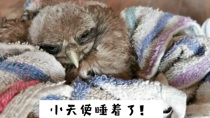 Burung hantu berkaki patah yang imut: Ayah, aku lapar, mau makan nasi!