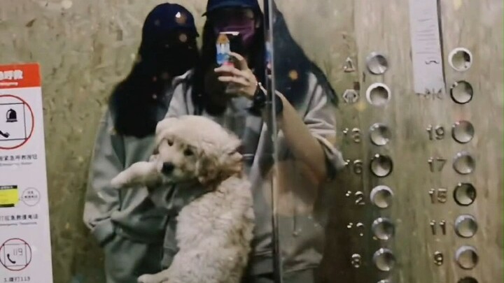 WeChat trả lời ngay lập tức, Weibo không bỏ sót bài nào, Triệu Lệ Dĩnh à, cô chắc hẳn đang đắm chìm 