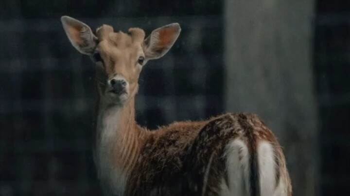 jangal 😱🤯....🐯🦌 The Tiger and the Deer | A Beautiful Friendship Story ❤️
