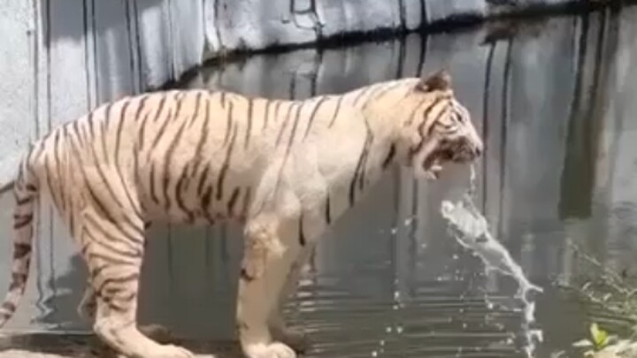Bạch Hổ   Ngoài trời   Phun nước