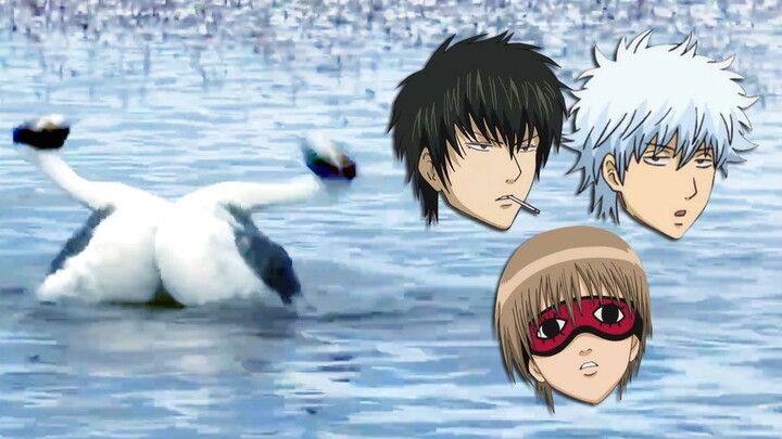 Gintama animal version, so magical!