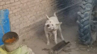 Apakah tahun ini akan ramai