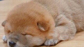 Pet | When a Puppy Has a Nightmare