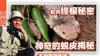 What's the secret behind snakes shedding their skin? An ecology professor reveals all in one video!