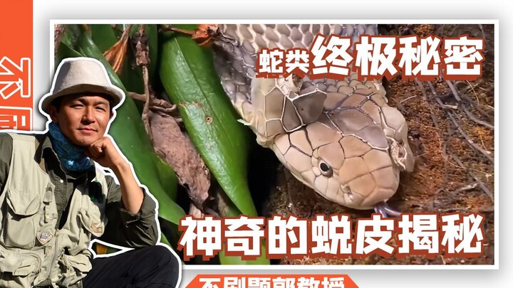 蛇类蜕皮有什么秘密？生态教授一个视频告诉你！