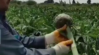 Ada alasan tertentu mengapa negara kita tidak membudidayakannya secara besar-besaran.
