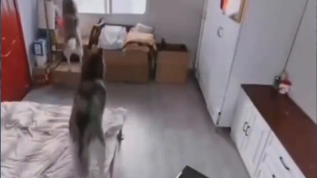 Don't laugh after watching V you 50 | Foreign hard to hold funny collection #84