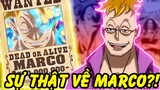 Sự Thật Thú Vị Về Phượng Hoàng Marco Trong One Piece