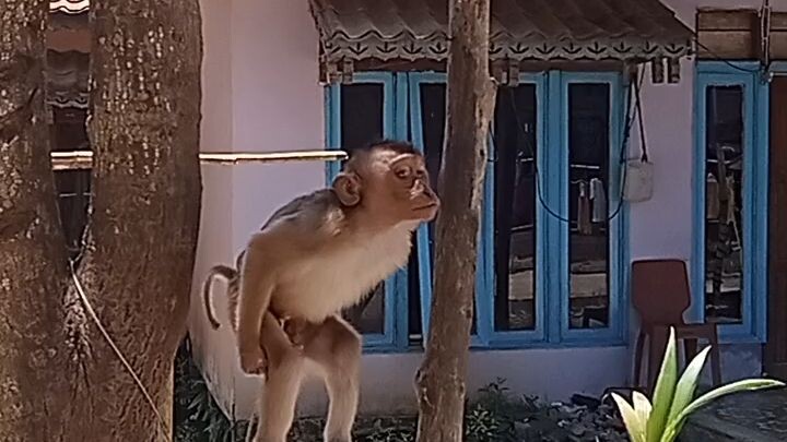 ni monyet kenapa ya🙄
