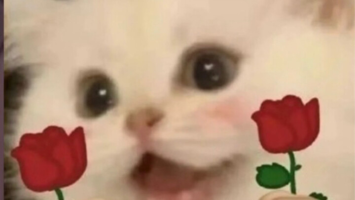 Kucing kecil yang lucu dan ceroboh, tentu saja harus dibagikan ke orang yang paling manis untuk dili