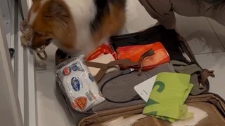 When I said my luggage was full and there was no more space, my dog replied: Who told you to bring s