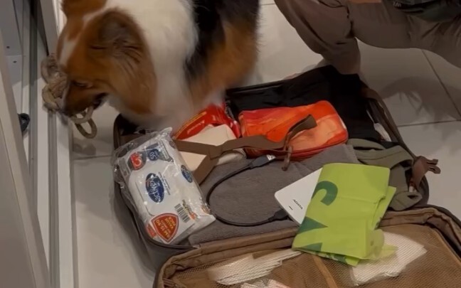 Khi tôi nói hành lý đã đầy không còn chỗ nữa, chó của tôi bảo: Ai bảo anh mang nhiều đồ thế, đồ của 